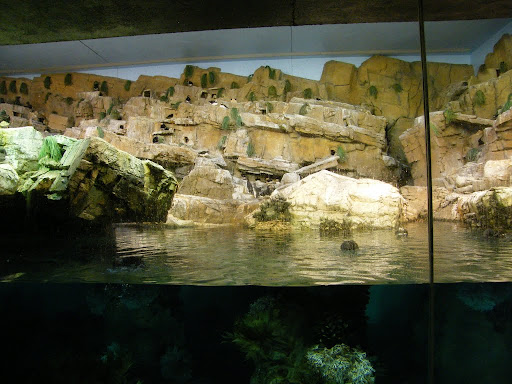 Penguin Encounter - Sea World Orlando: visita a los pingüinos y otras aves